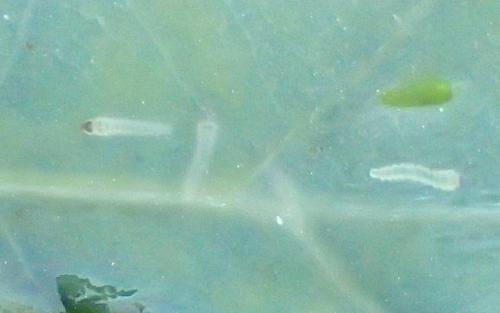 Acrocercops brongniardella